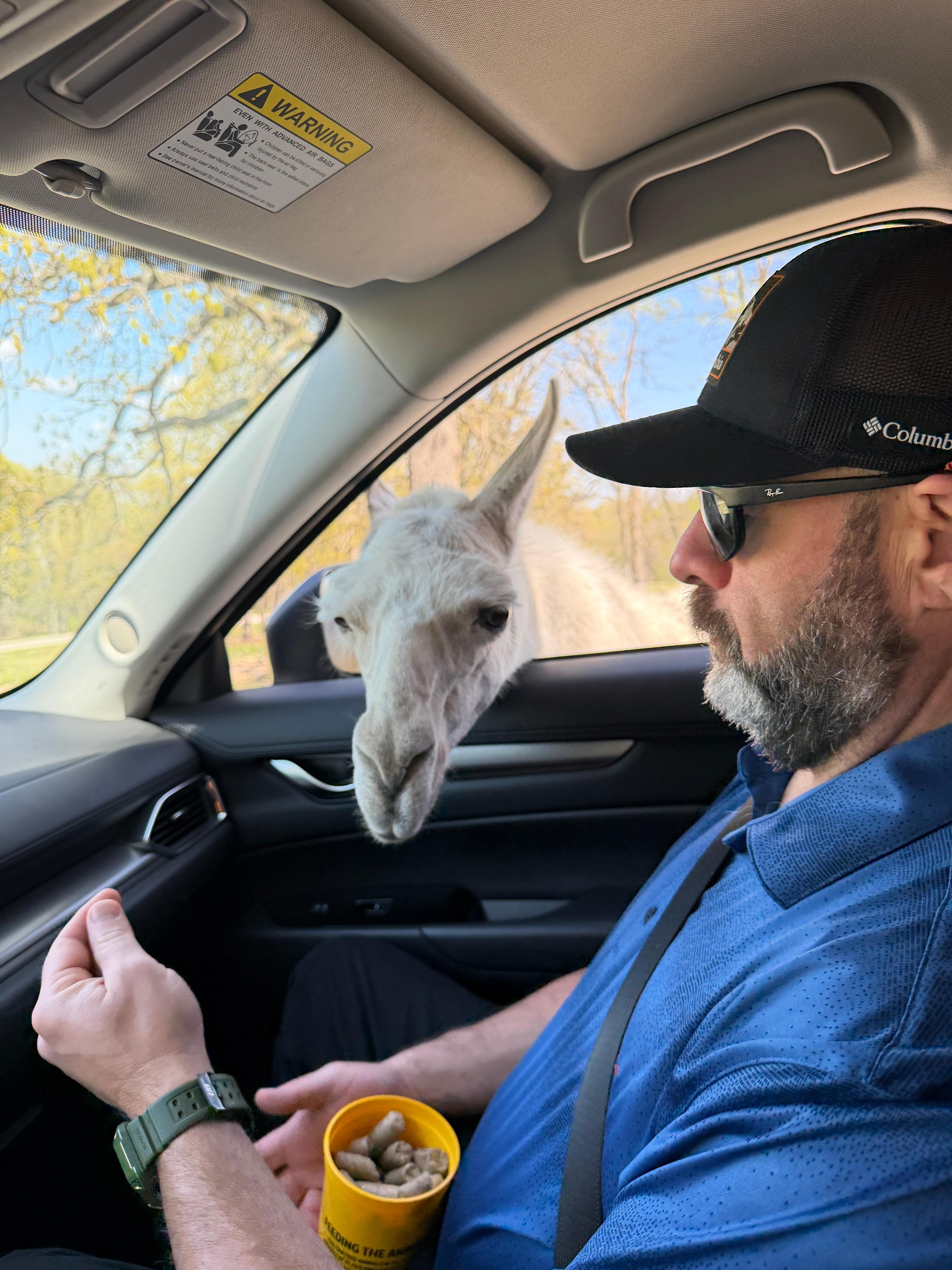 The animals are not shy. 
