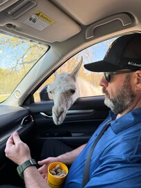 The animals are not shy.
