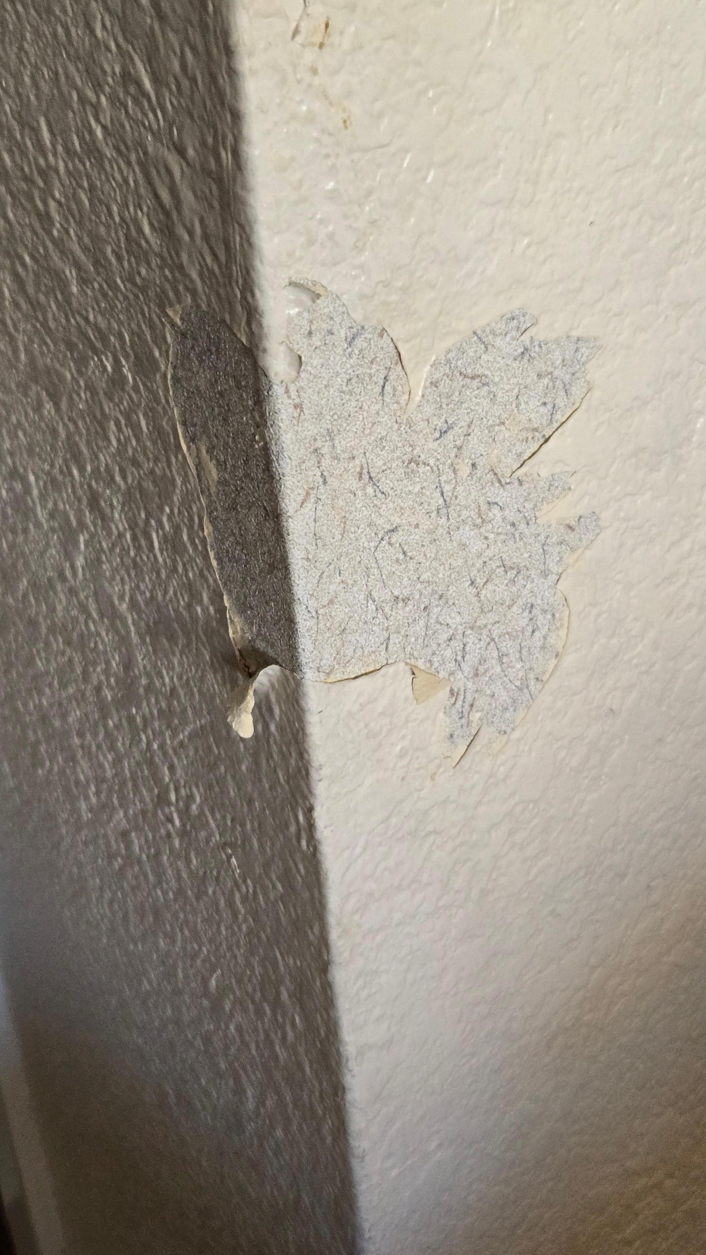 Peeling paint everywhere (latex painted over oil?)