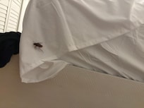1 of 3 cockroaches. We didn’t know we would need to document