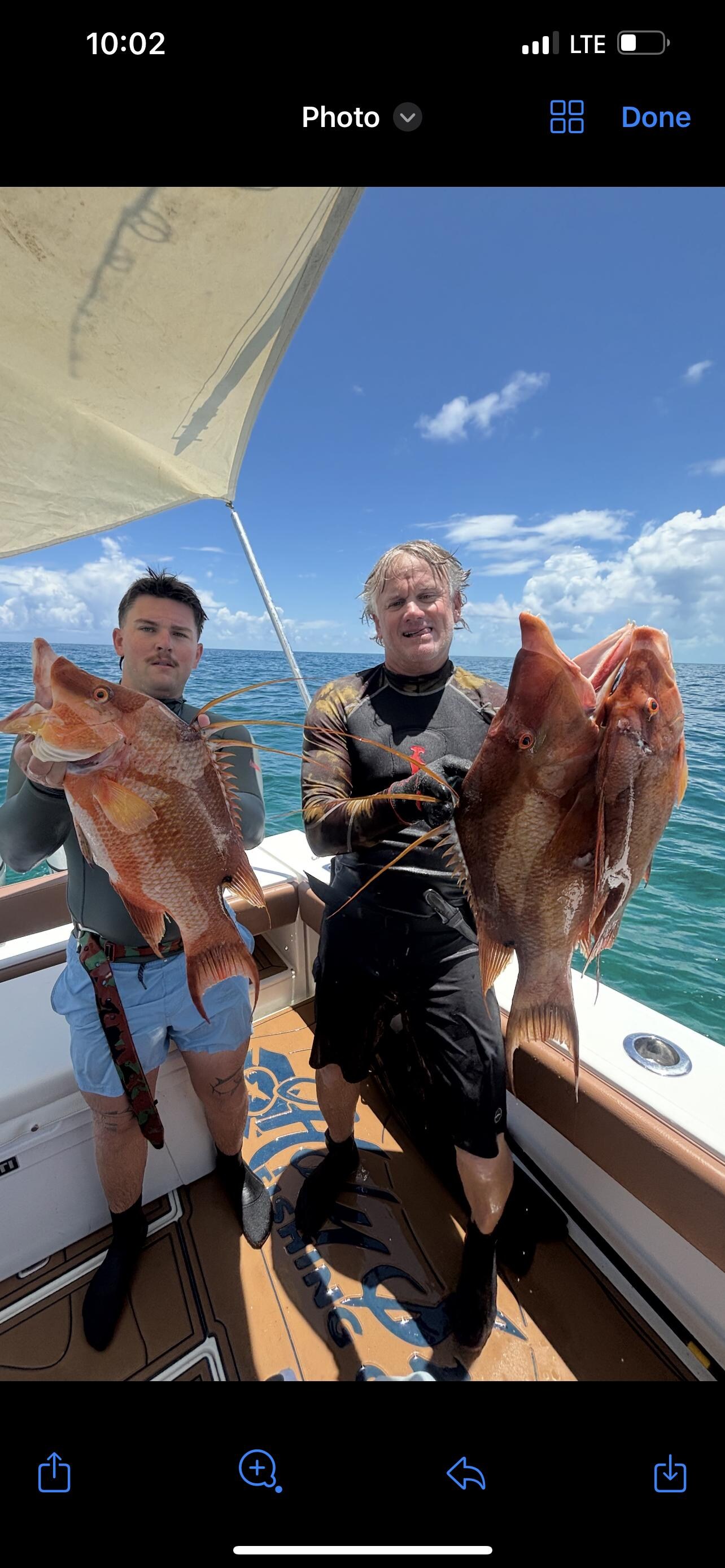 Hogfish