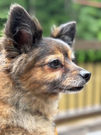 Thankful our fur baby was able to join us on this trip.