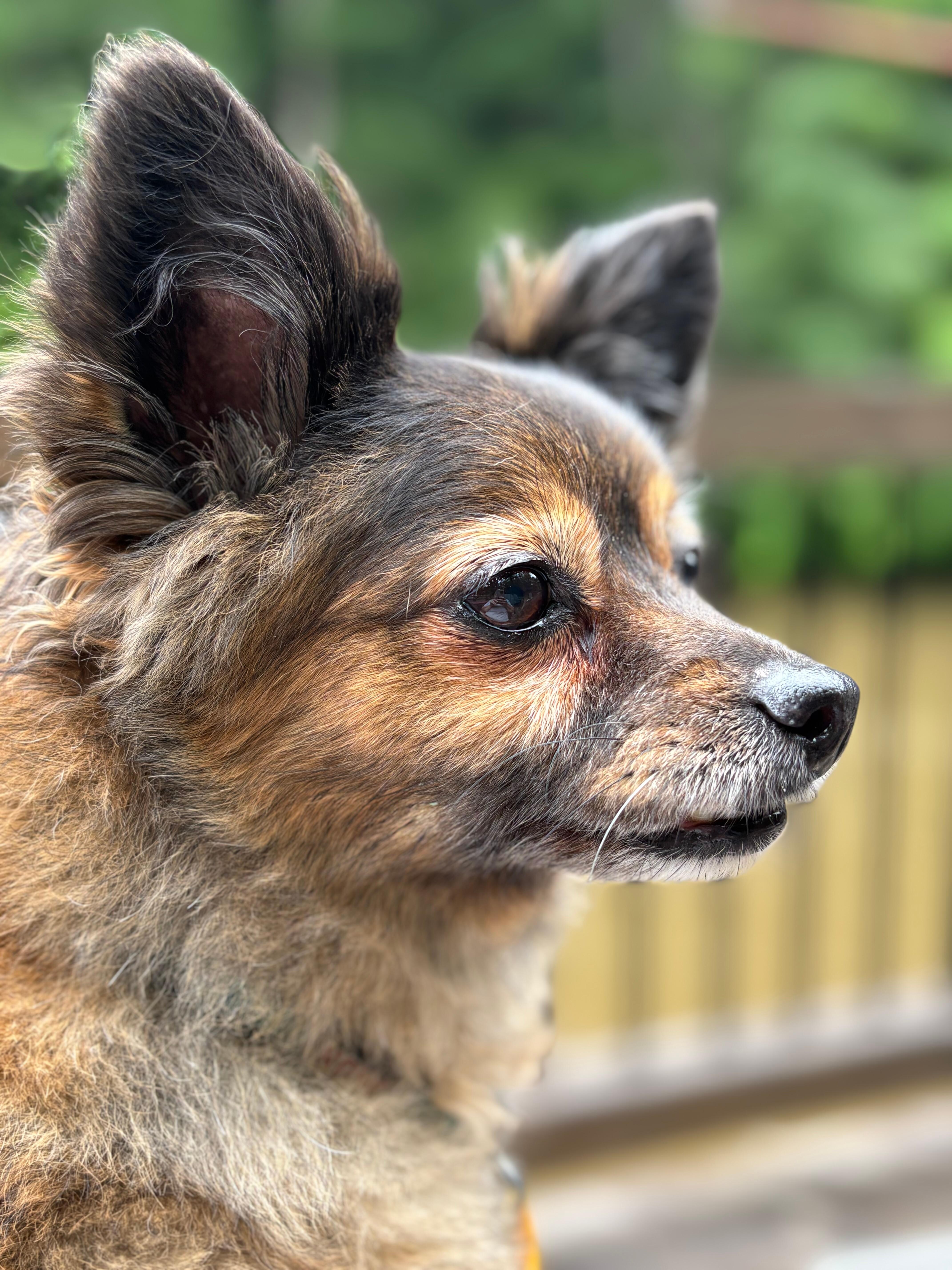 Thankful our fur baby was able to join us on this trip.