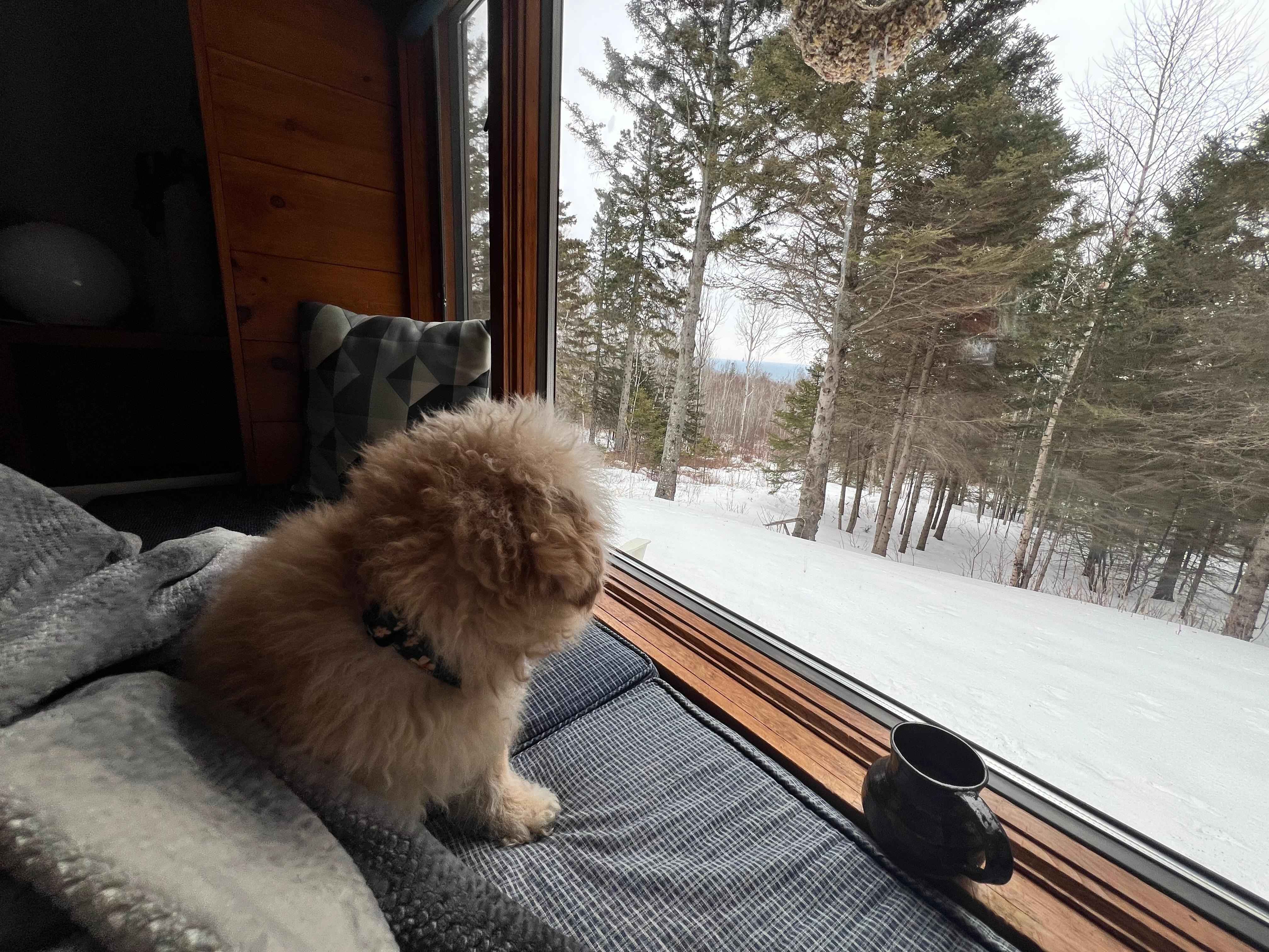 Peanut takes in the view.