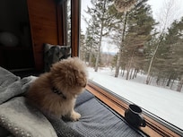 Peanut takes in the view.