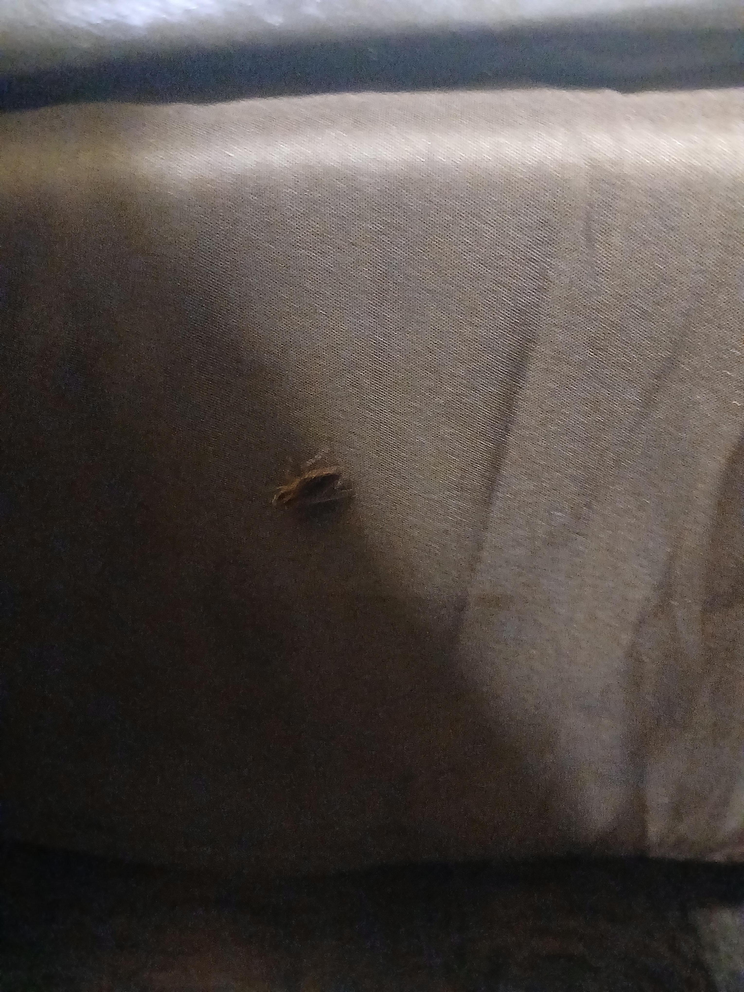 Roach  crawling