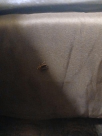 Roach crawling