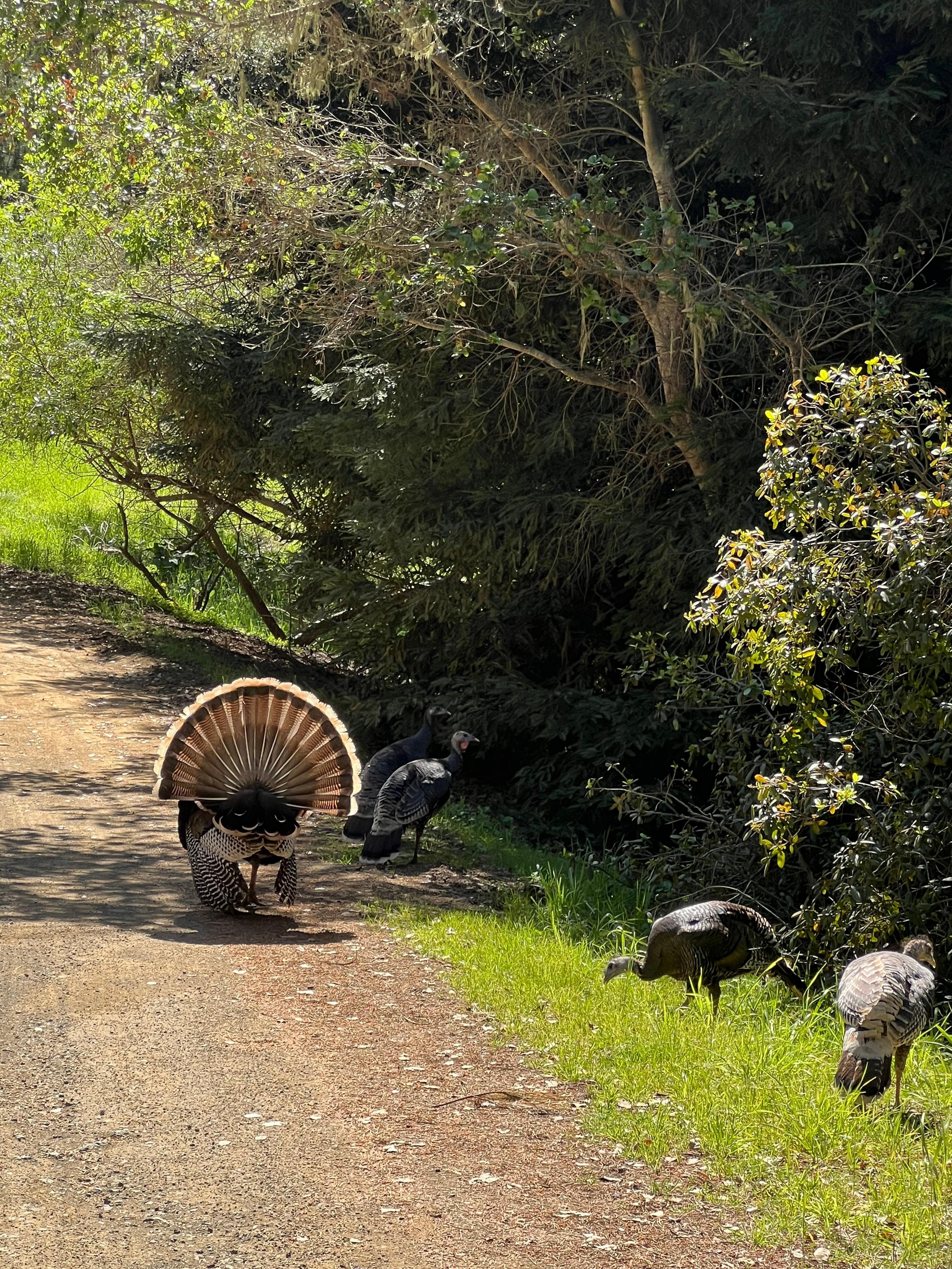 Local turkeys