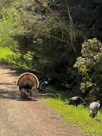 Local turkeys