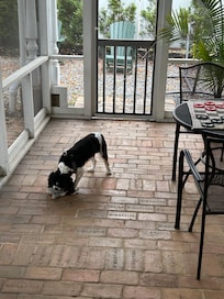 My Buddy on the screened in porch.