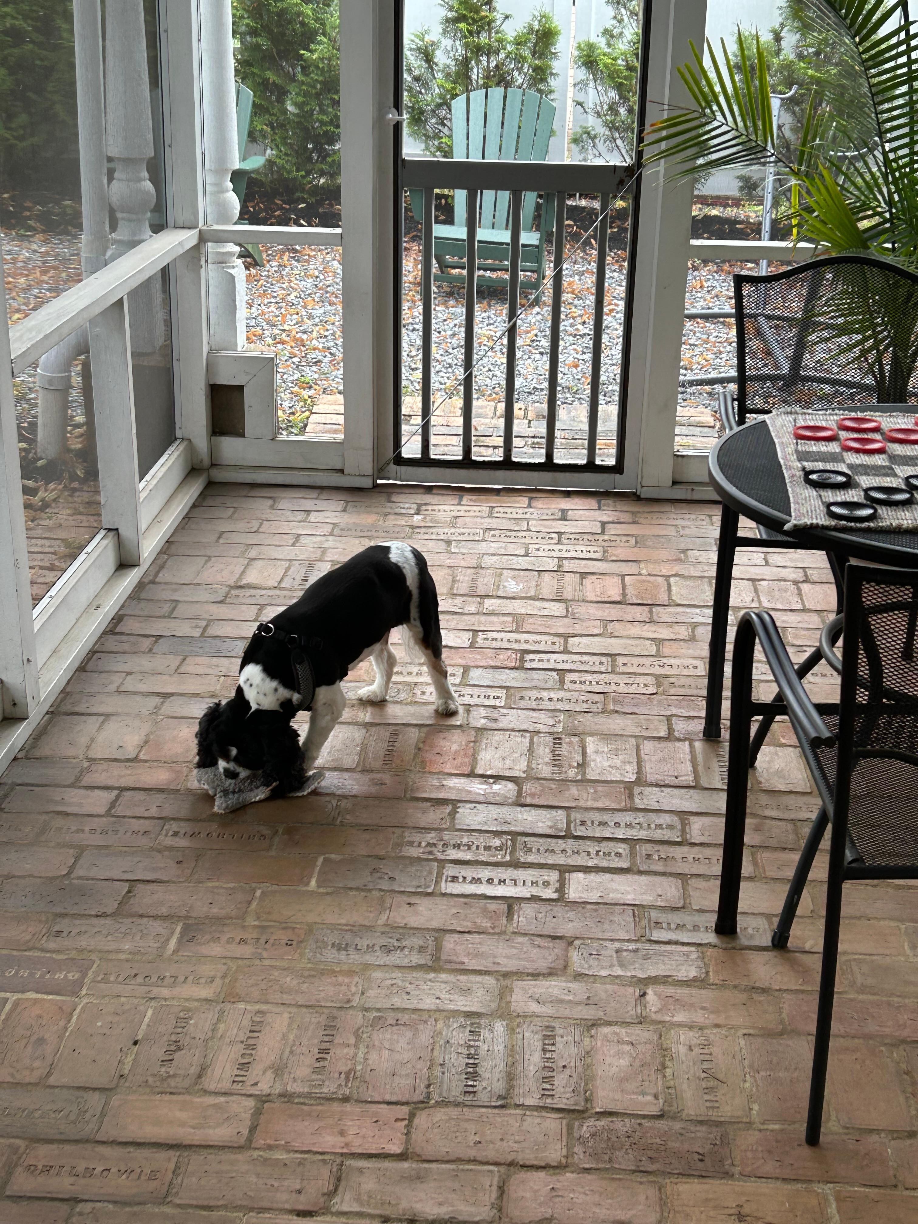 My Buddy on the screened in porch. 
