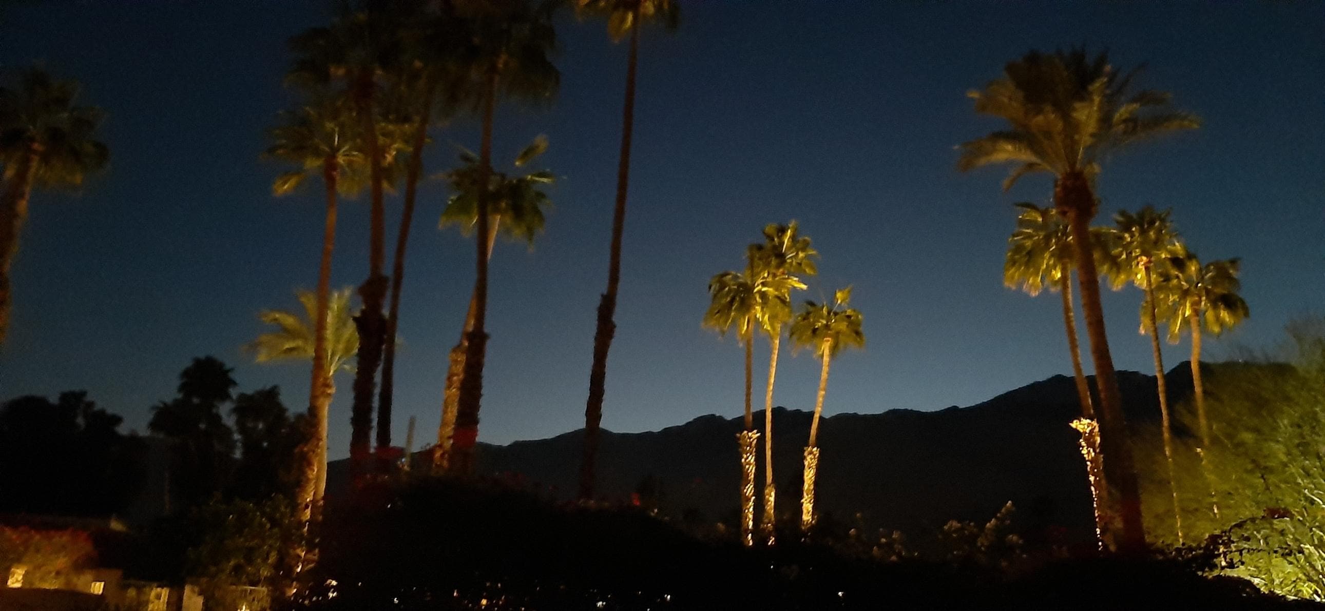 Evening Sunset with Palms from back patio.