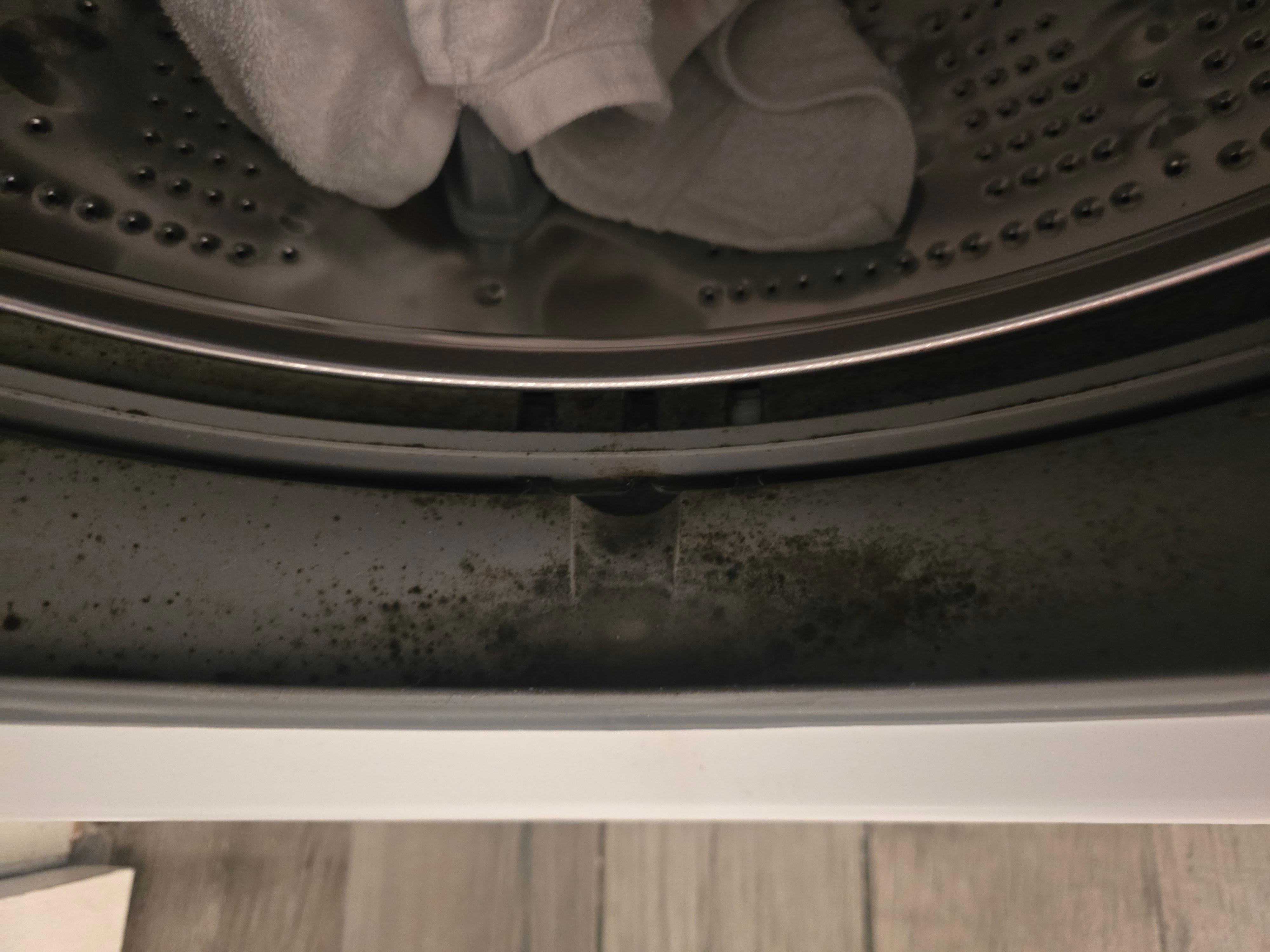 Black mold growing in clothes washer.