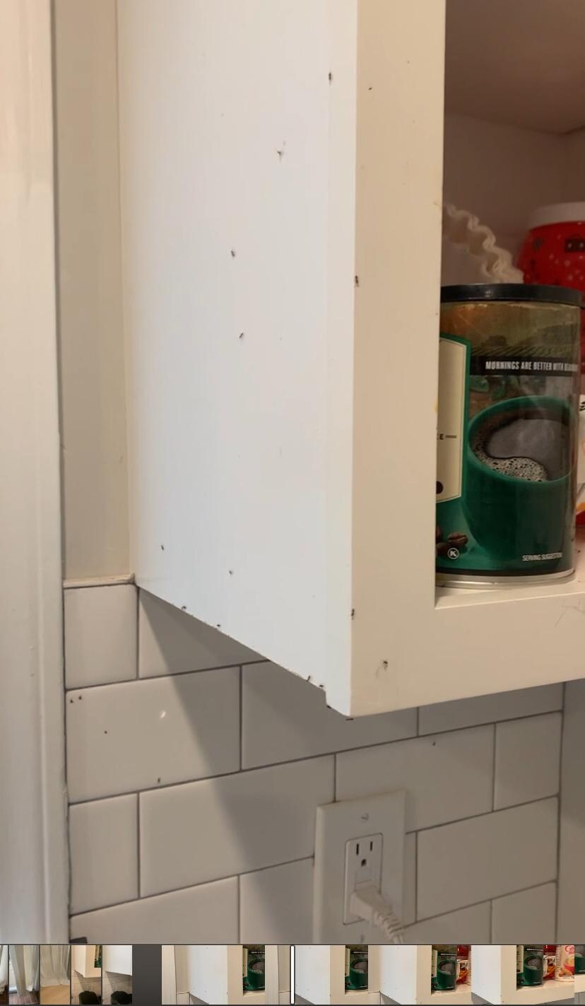 Ants in kitchen
