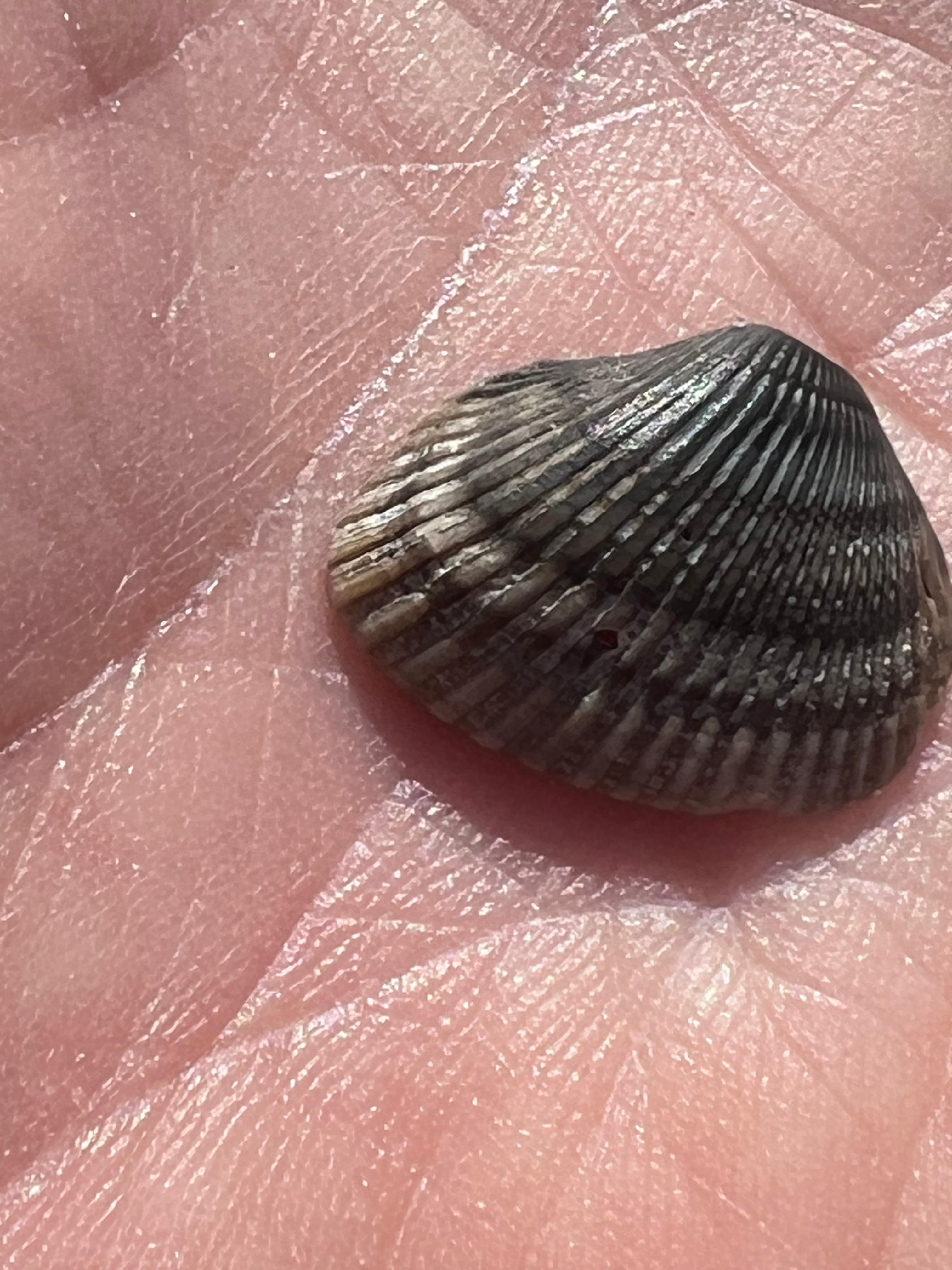 Tons of shells for shell hunters.