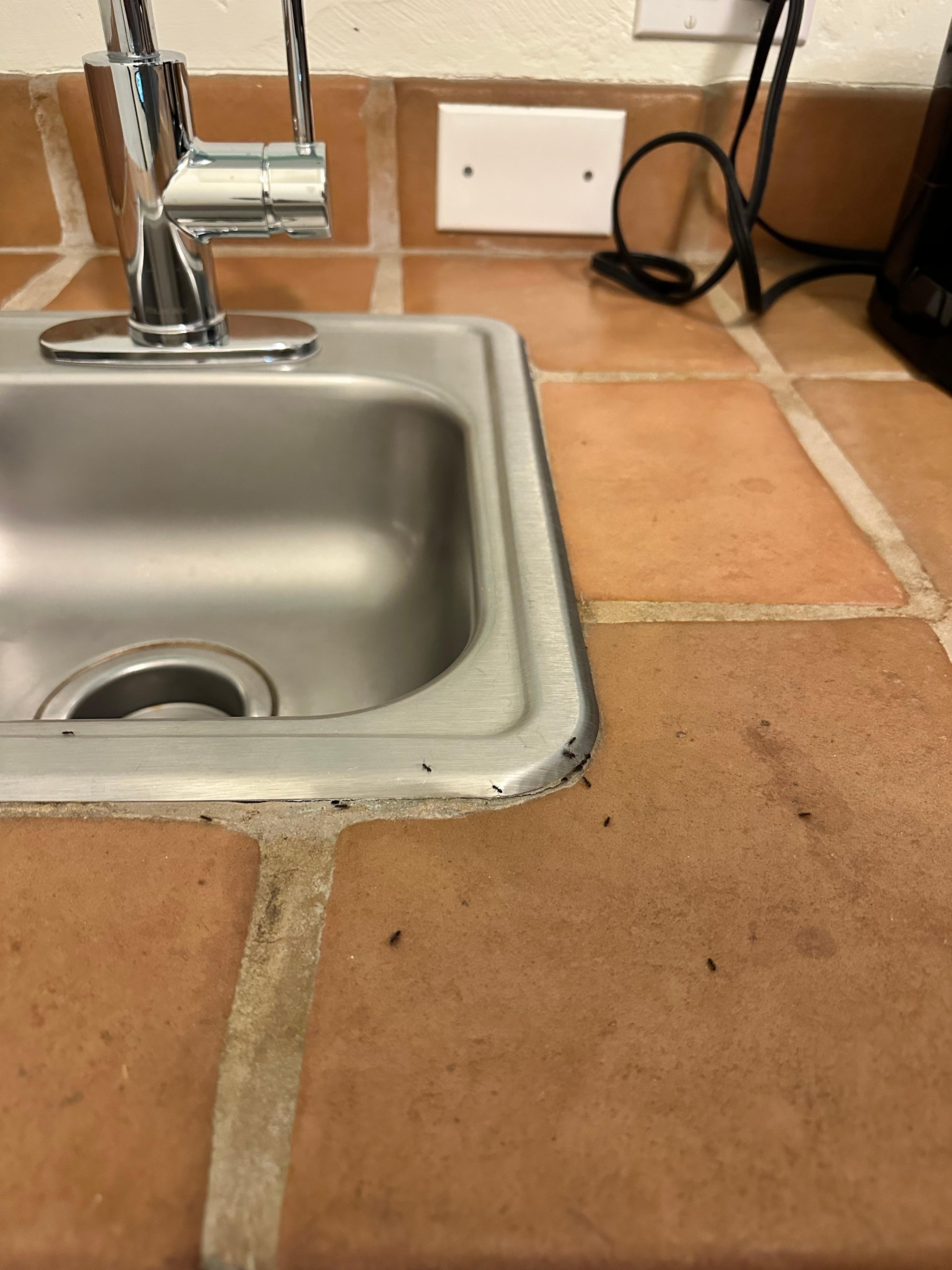Ants in Sink Area 