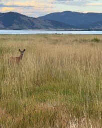 A deer greeted us on the driveway when we came home one evening.