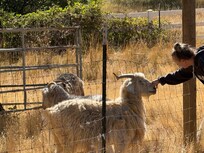 Friendly animals