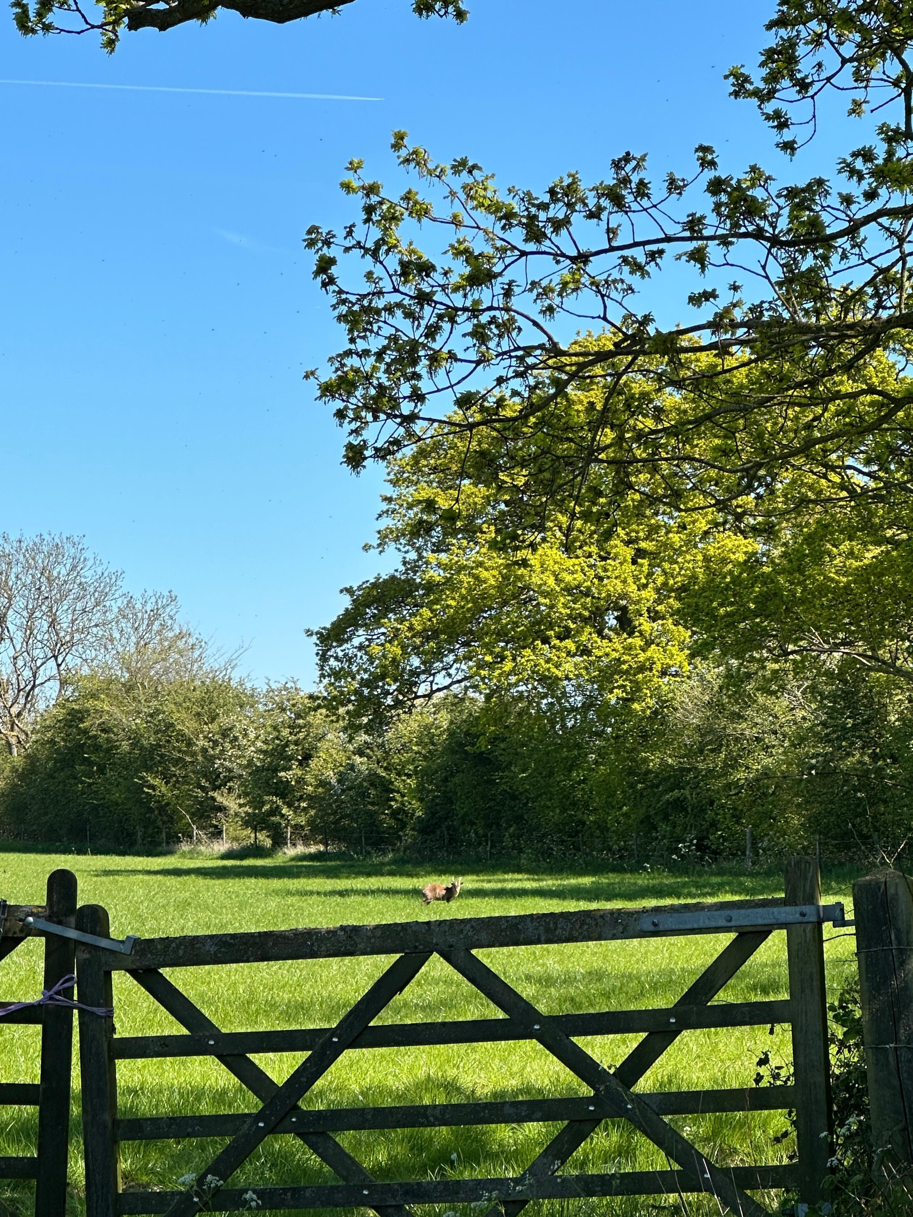 Beccles deer/muntjac