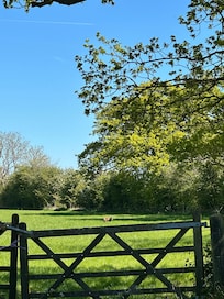 Beccles deer/muntjac