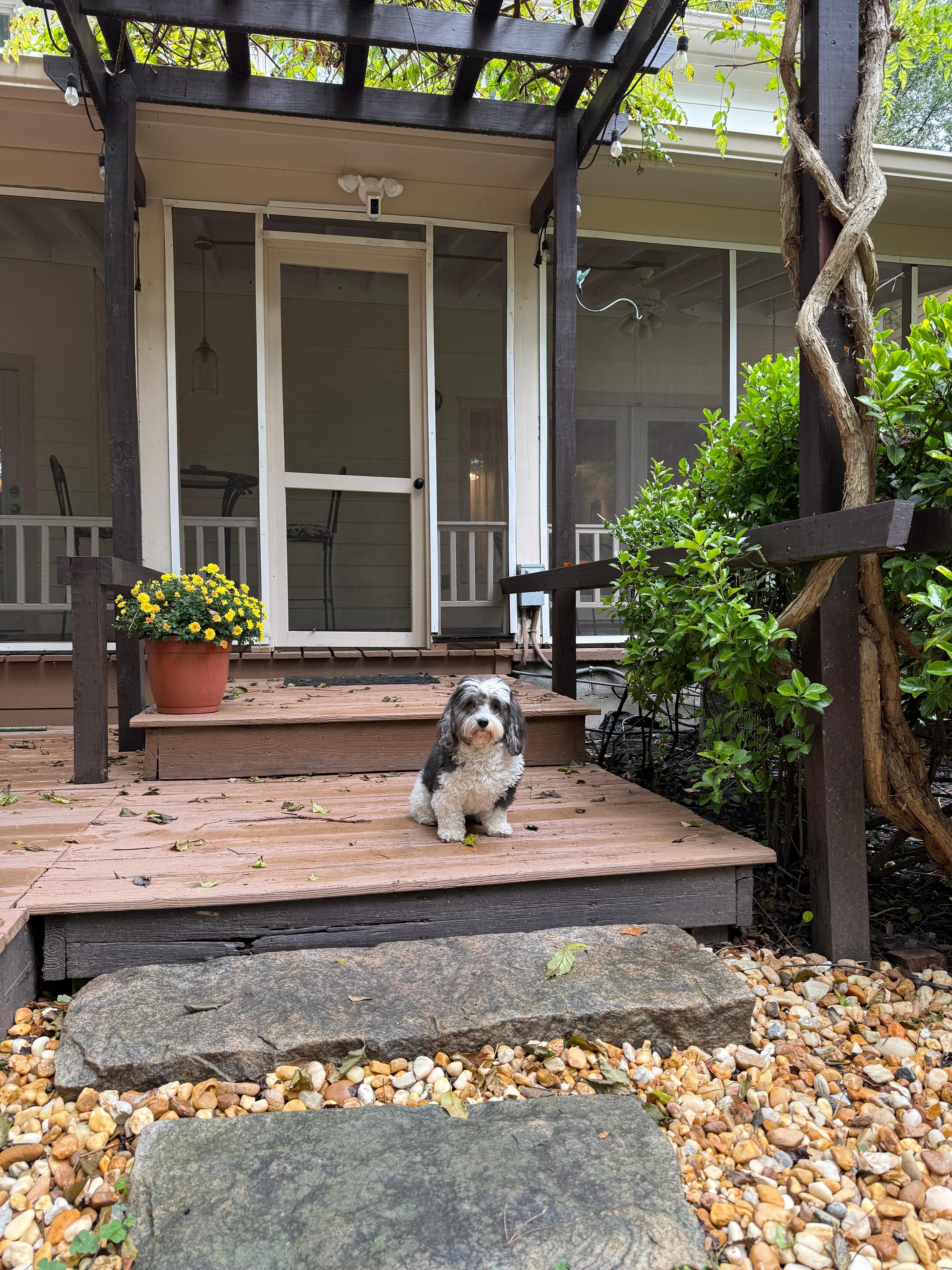 Oliver loved the backyard! 