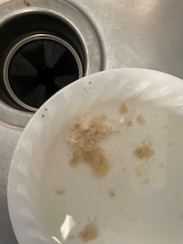 Plate in sink (with ants) we we arrived
