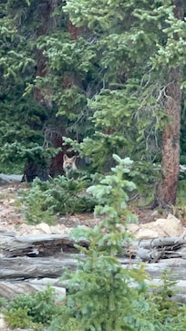 Fox a few lots down