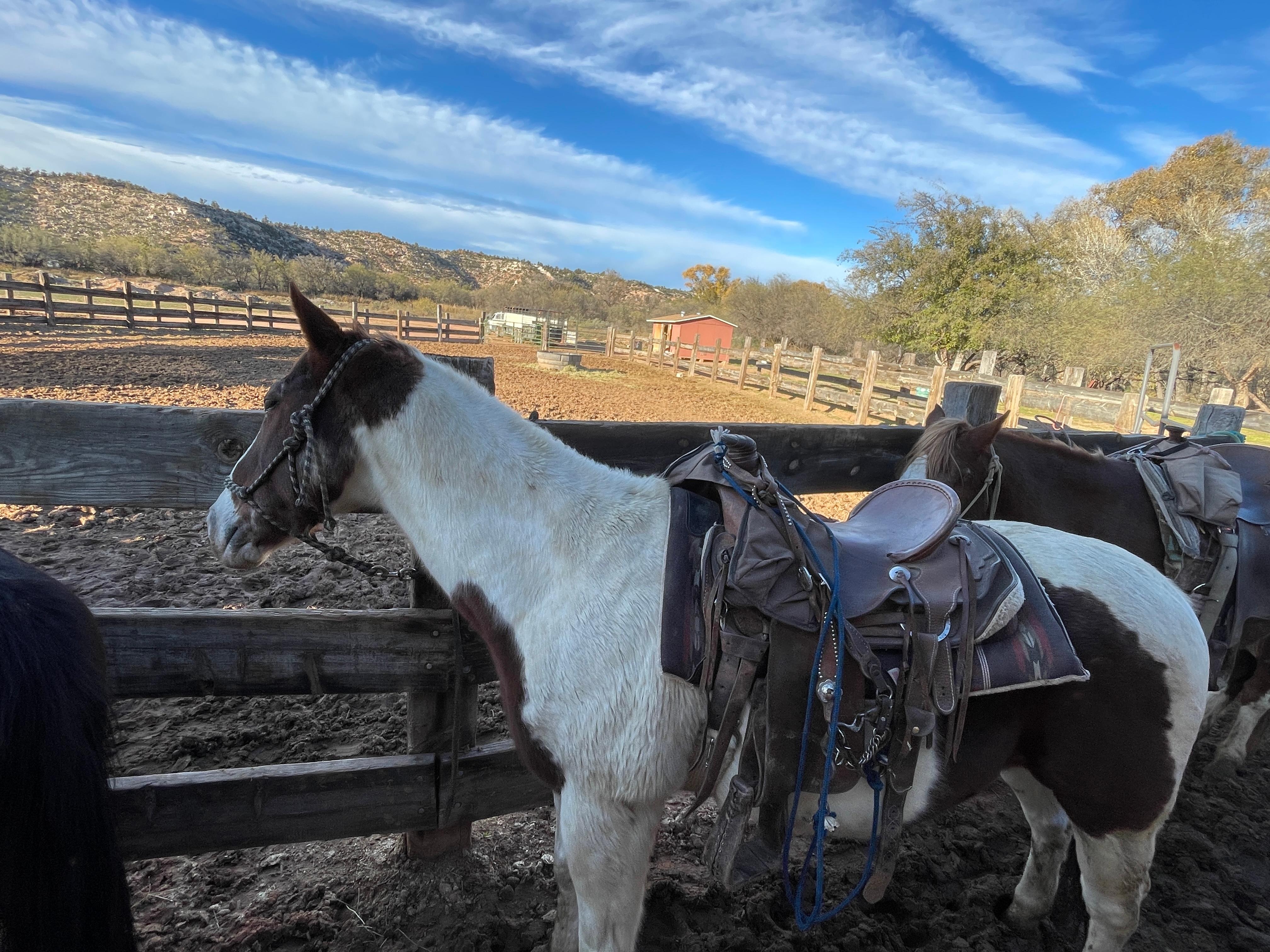 You can do a trail ride at “Dead Horse Ranch” in Cottonwood. 
