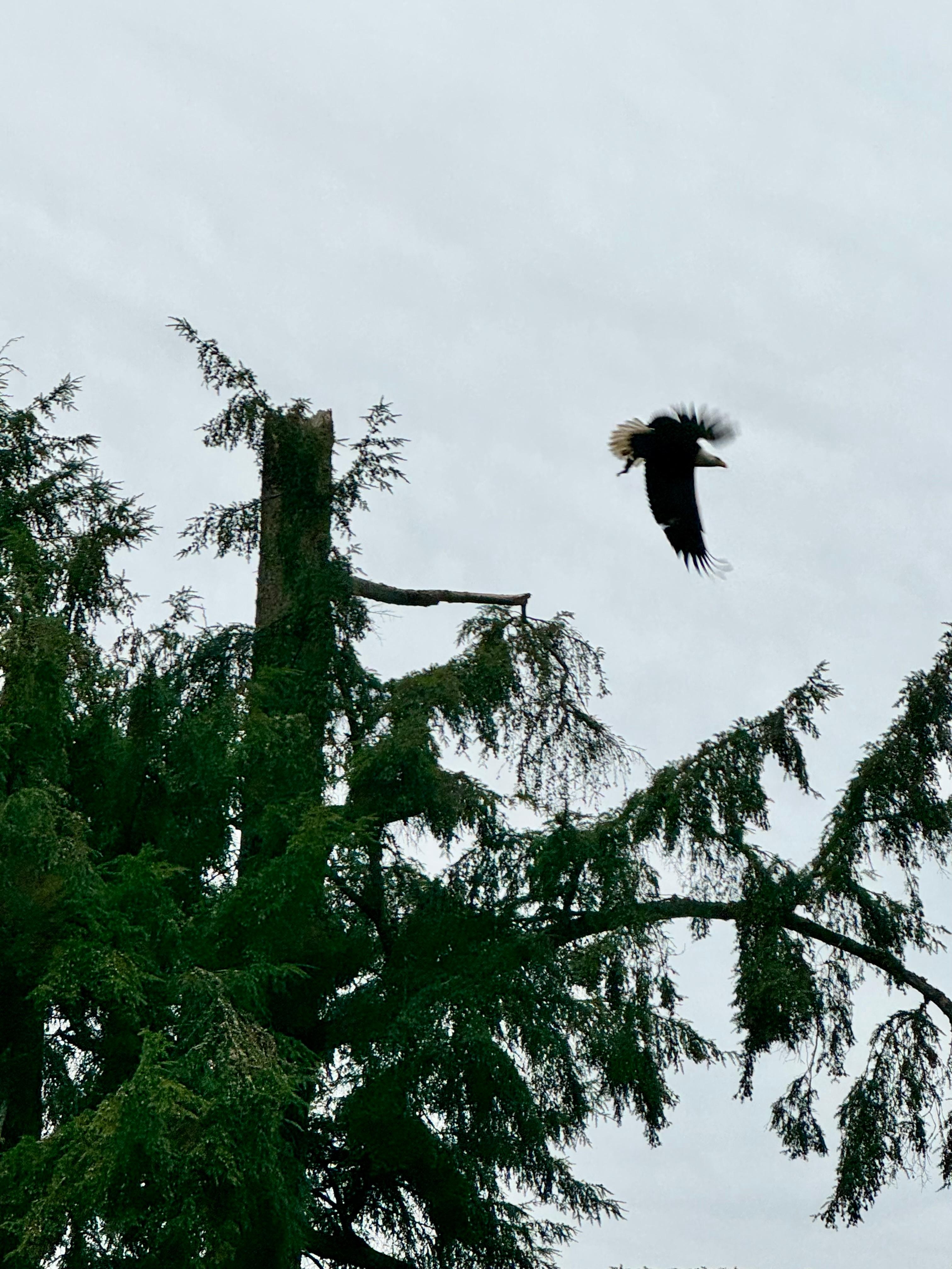 We saw a bald eagle right outside the deck!