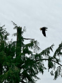 We saw a bald eagle right outside the deck!