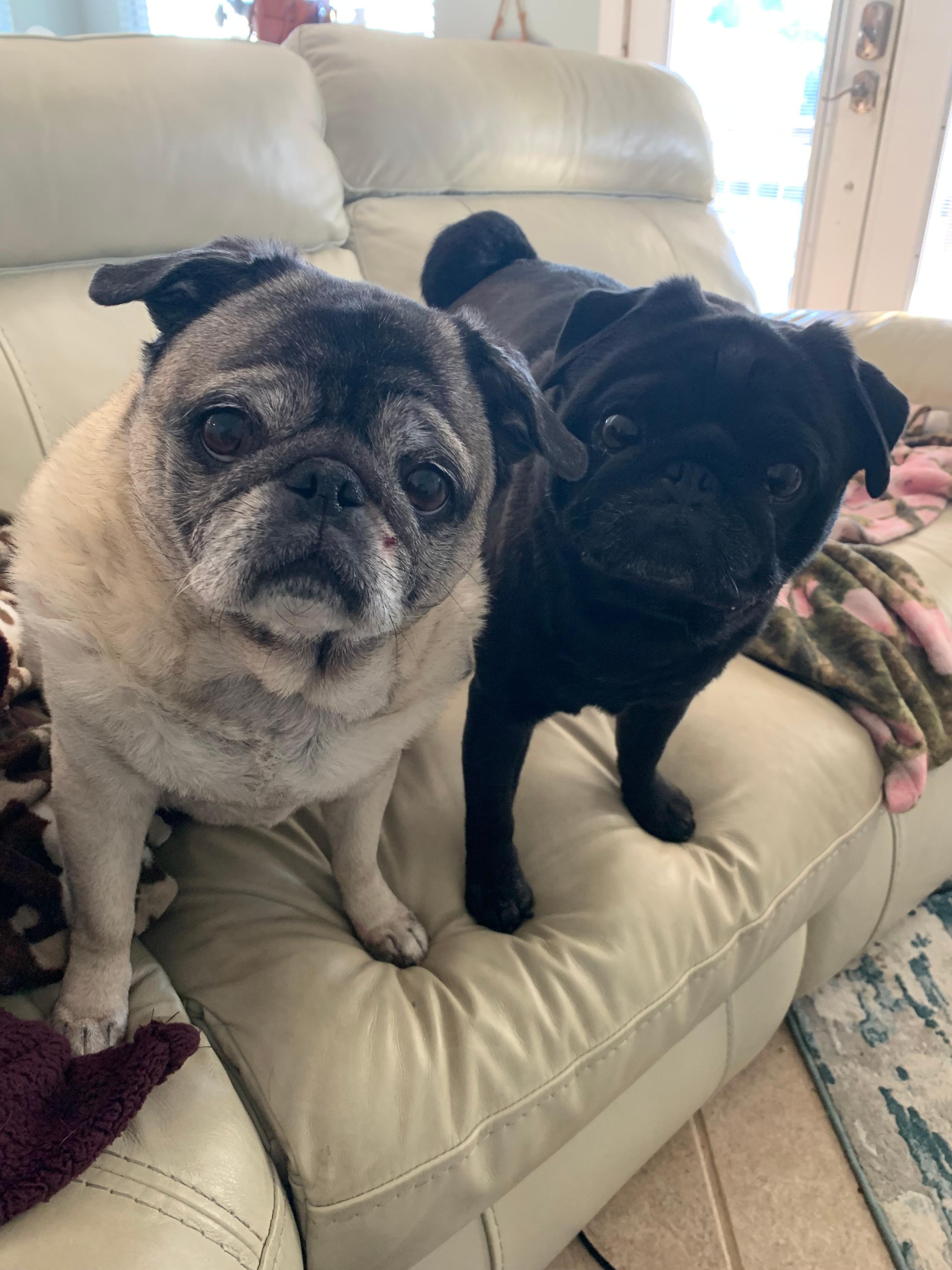 Pugs had a great time!