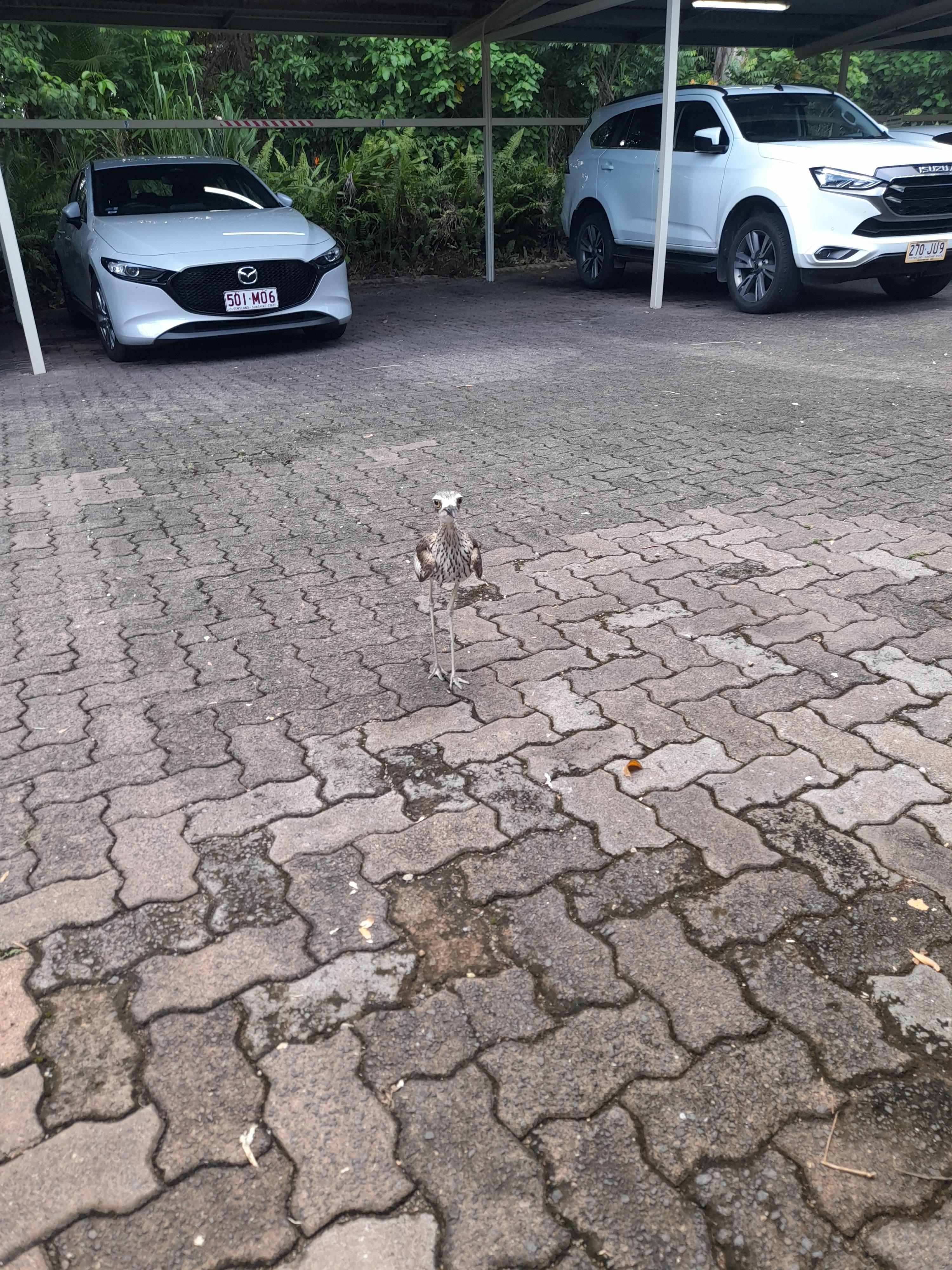 Curlew bird defending his nest in the car park! Google the hissing sound these make!