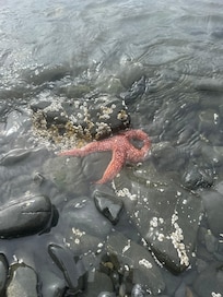 the house has a private beach full of creatures to explore