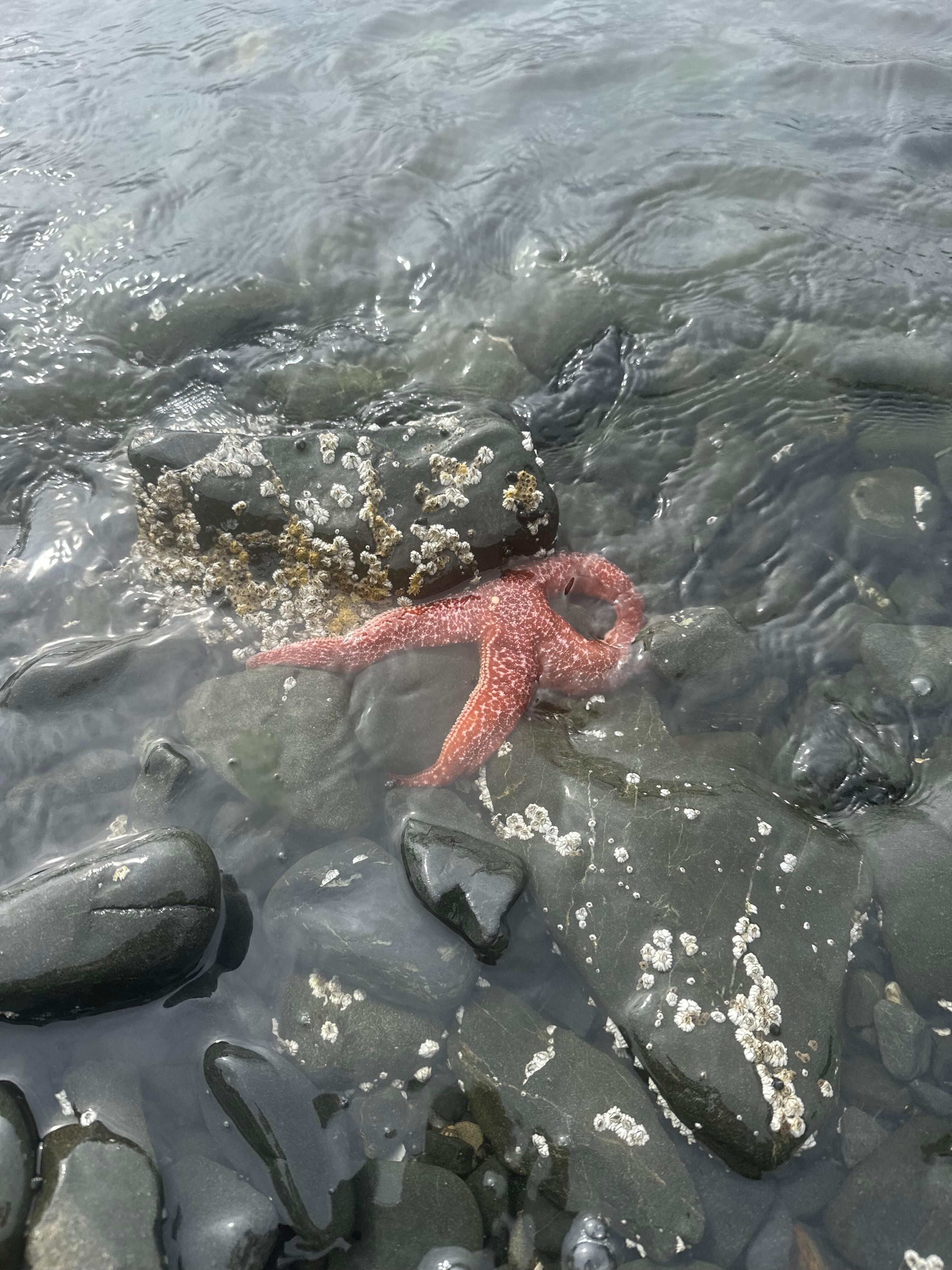 the house has a private beach full of creatures to explore