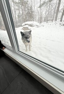 Our favorite wolf who visited everyday, multiple times a day! We named him Mikey!