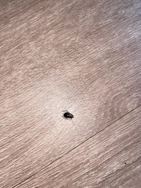 Roach in room.