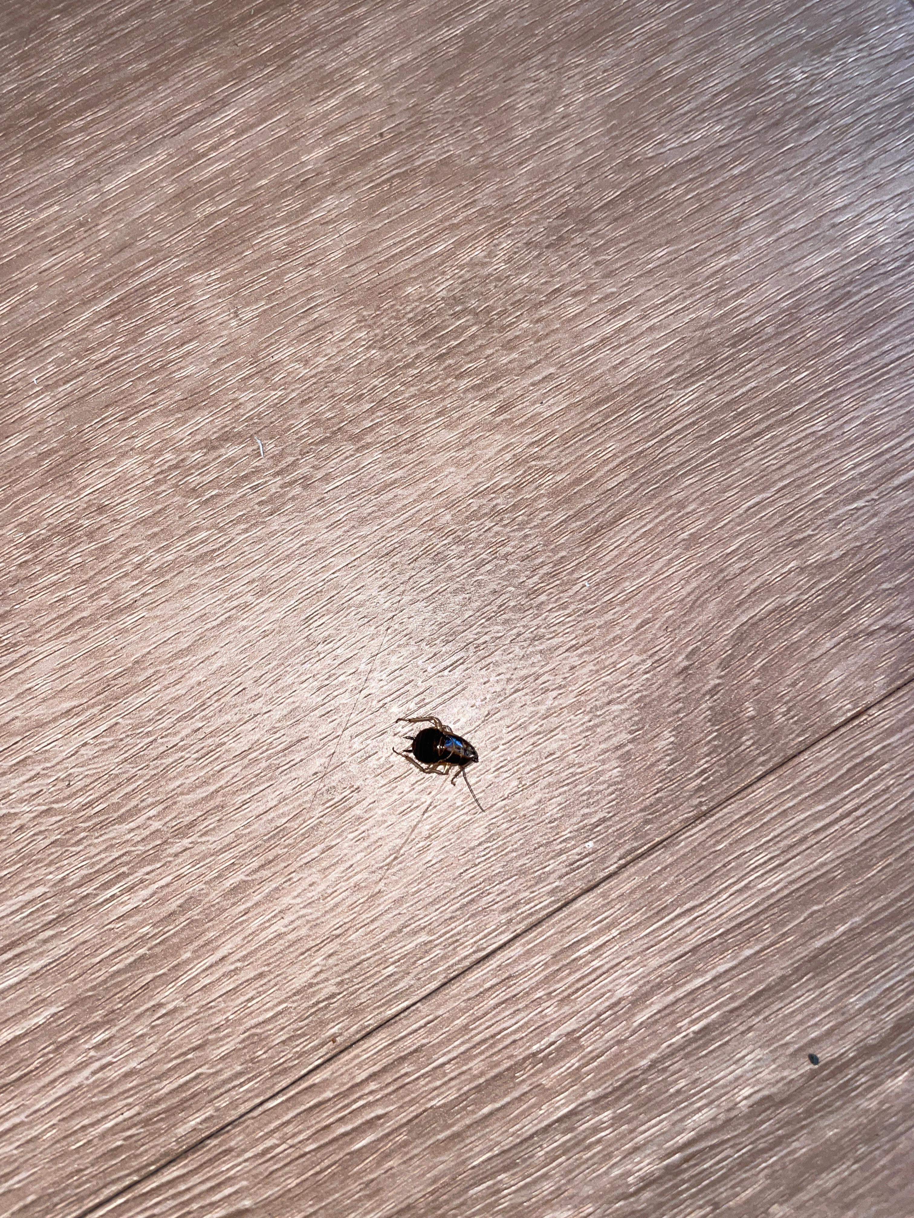 Roach in room.