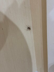 Centepede on bathroom wall.