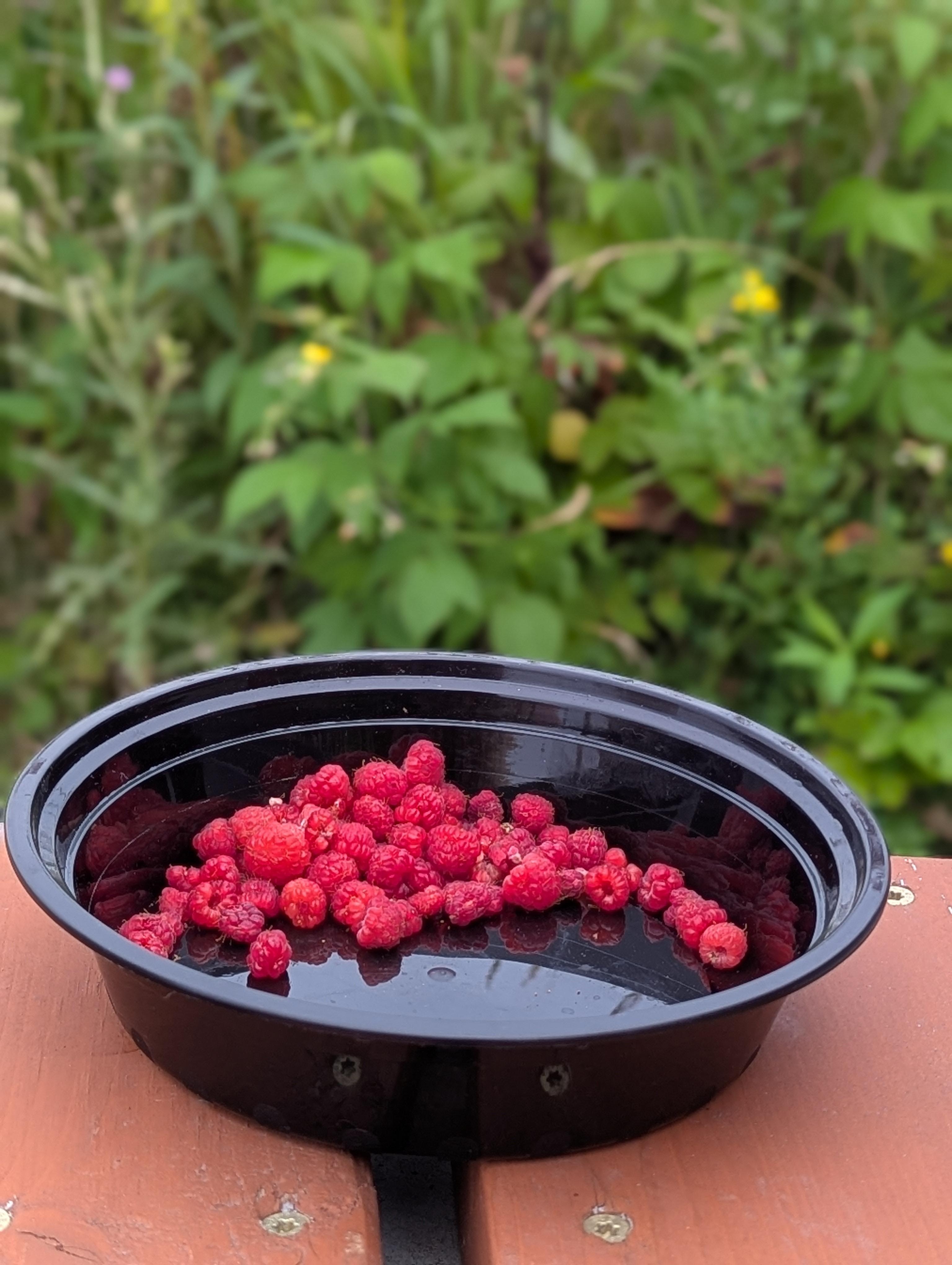 Wild raspberries fresh for breakfast.