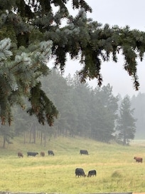 Misty morning