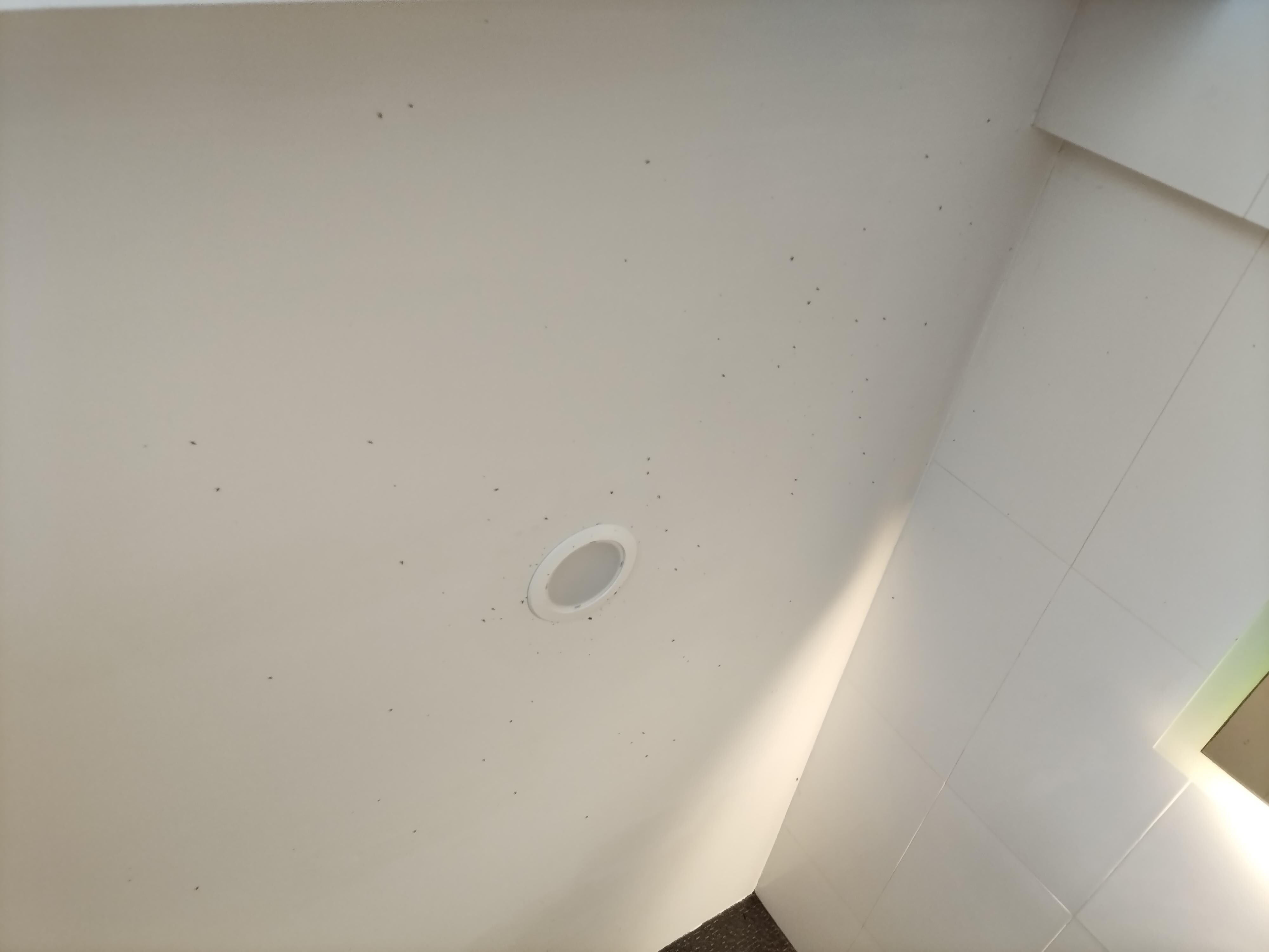Demasiados insectos en el baño debido anque no tienen sprint en la ventana del baño