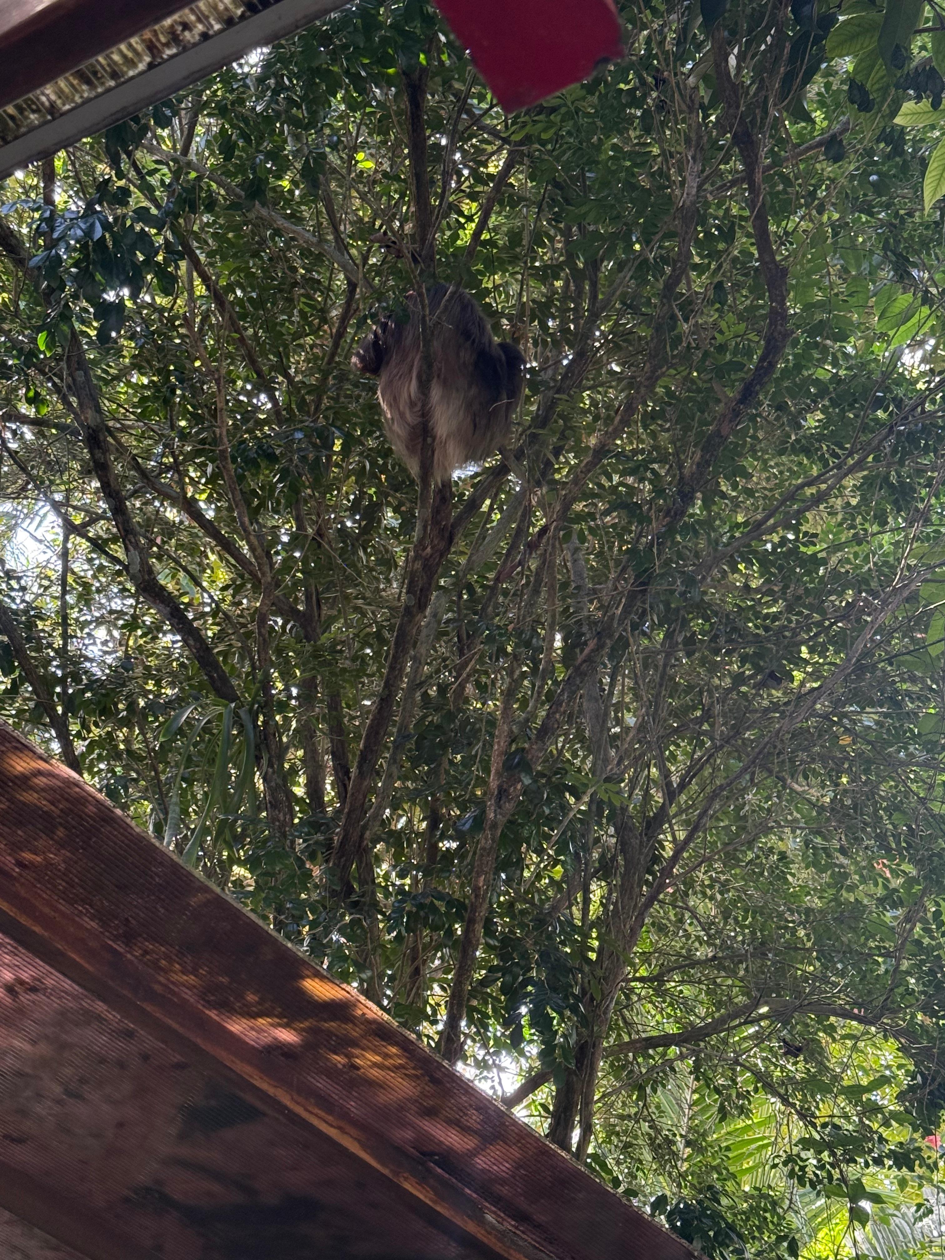 Sloth in the back yard