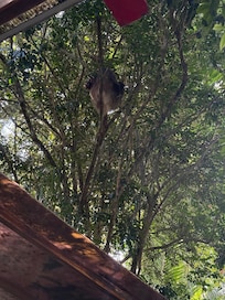 Sloth in the back yard