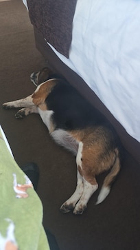 Dog friendly rooms.