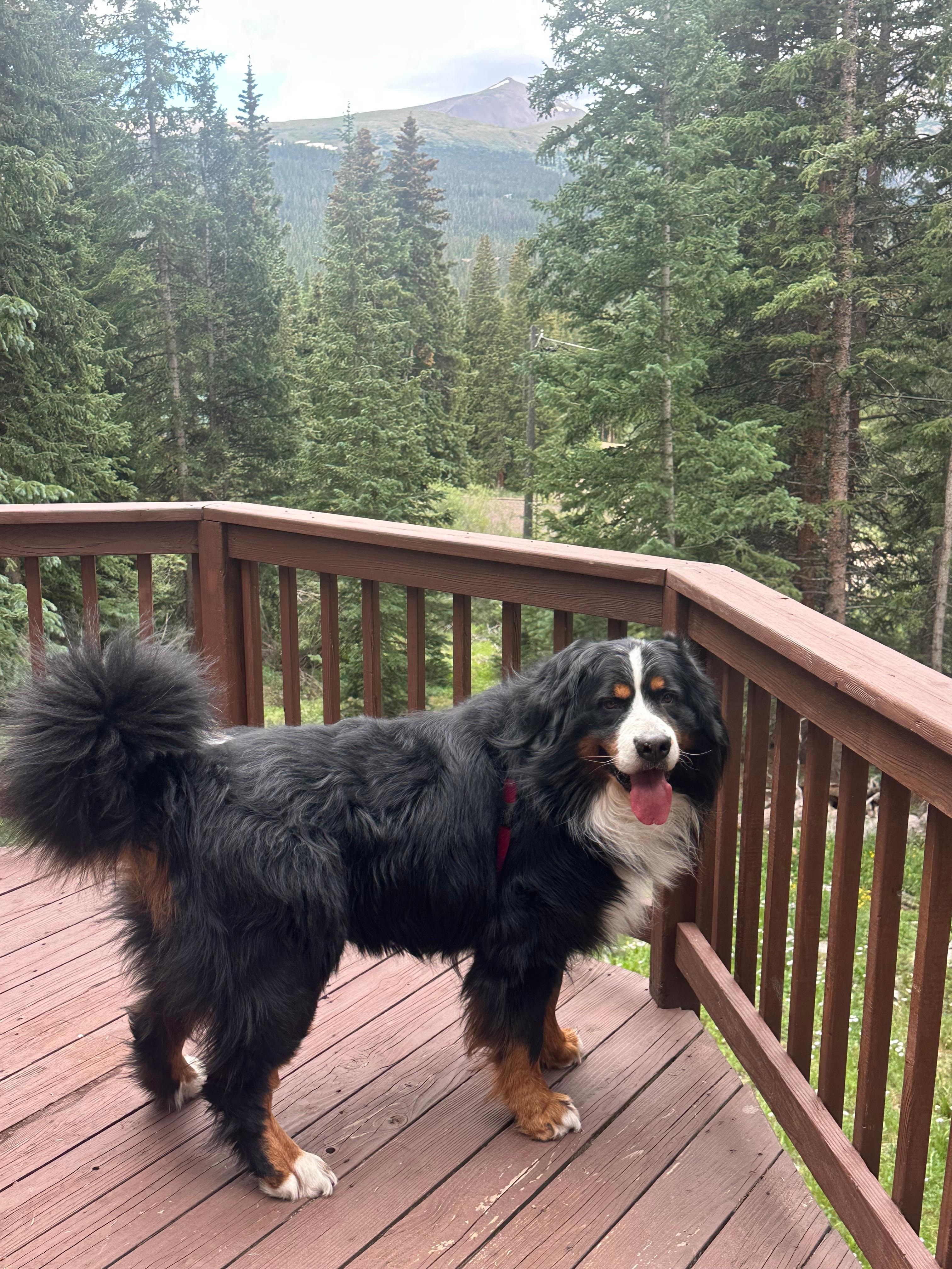 Our Bernese was in paradise!