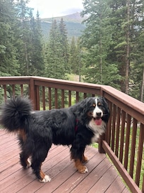 Our Bernese was in paradise!
