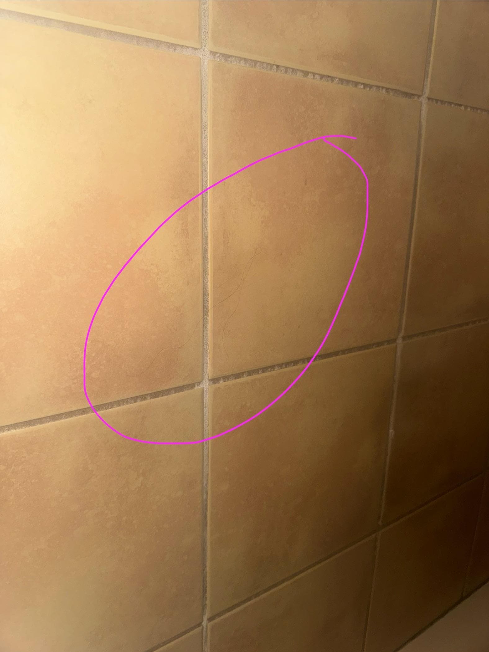 Hair in the shower from previous guest 