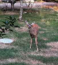 One of many deer visiting out the kitchen window.