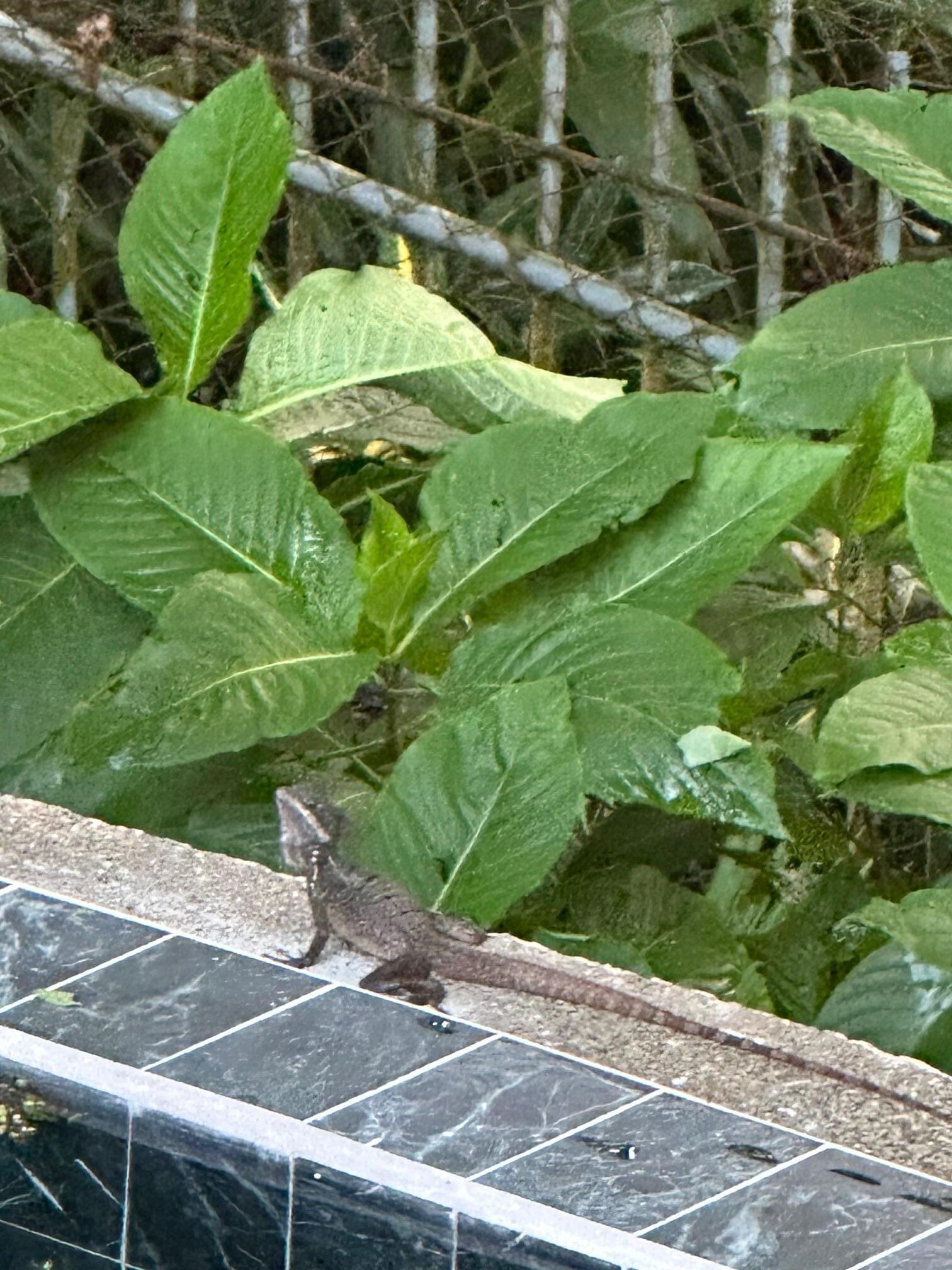 Pool visitor