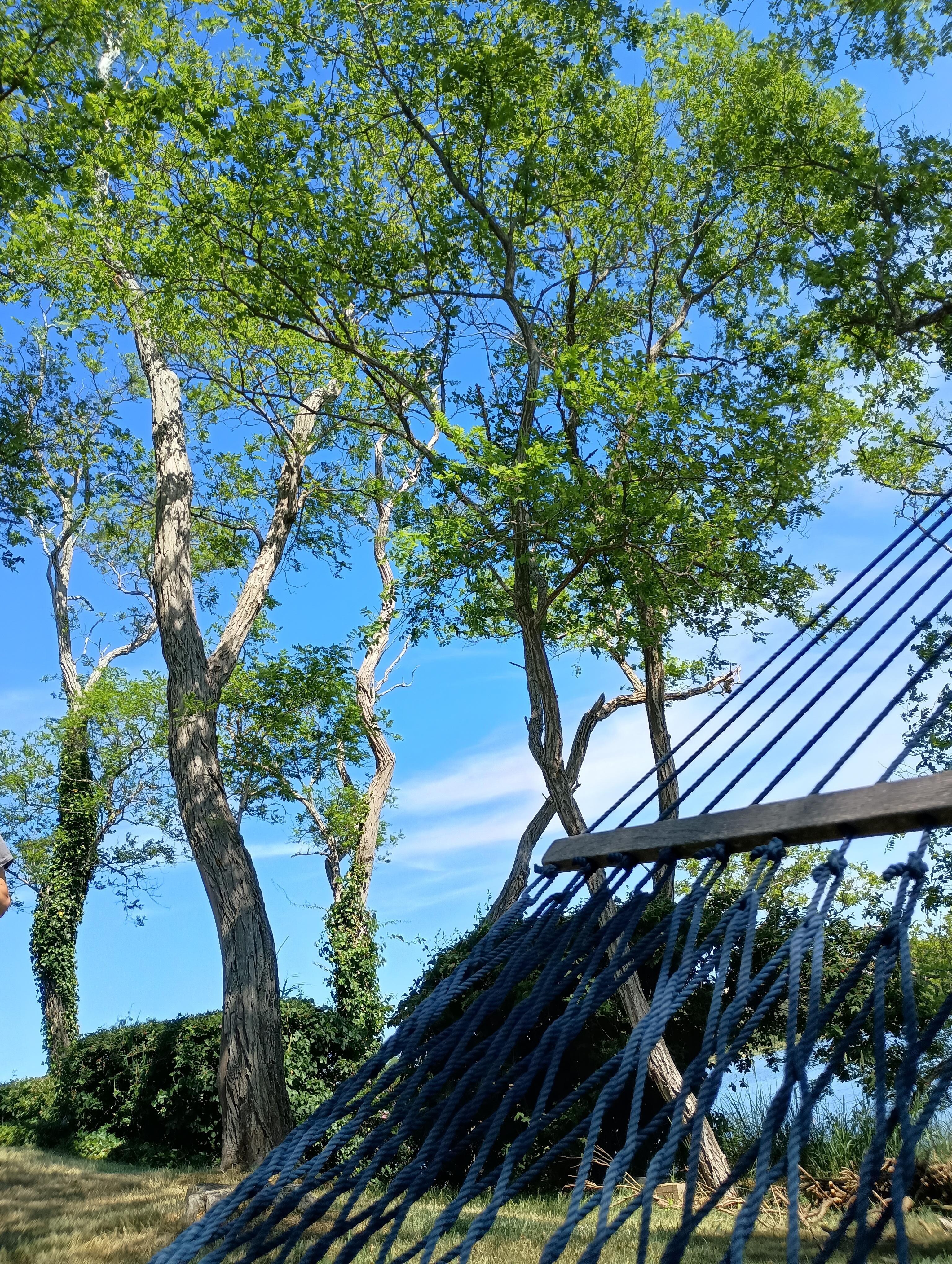 A serene view from the hammock 